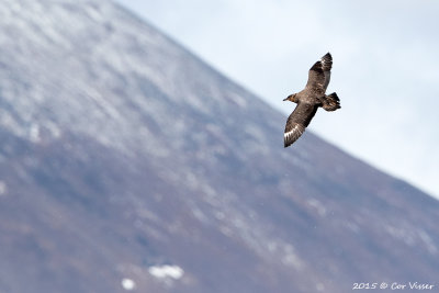 South-Polar-Skua.jpg