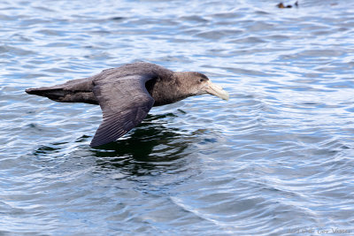 Southern Giant-Petrel.jpg