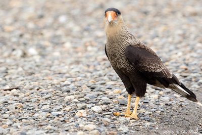 Southern-Caracara-2.jpg