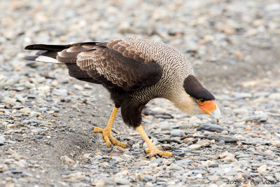 Southern-Caracara-3.jpg
