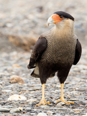 Southern-Caracara-4.jpg