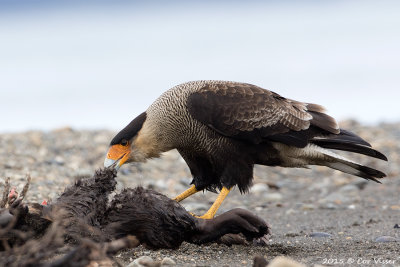 Southern-Caracara-5.jpg