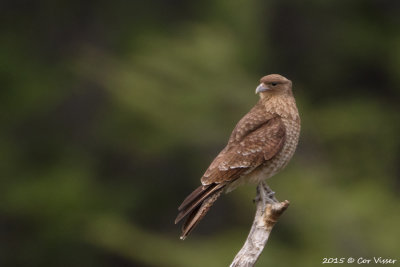 Southern-Caracara-6.jpg
