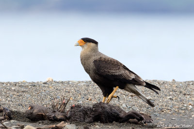 Southern-Caracara.jpg