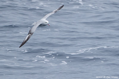 Southern-Fulmar-3.jpg
