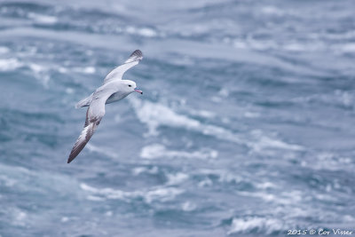 Southern-Fulmar-4.jpg