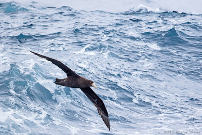 Southern-Giant-Petrel-3.jpg