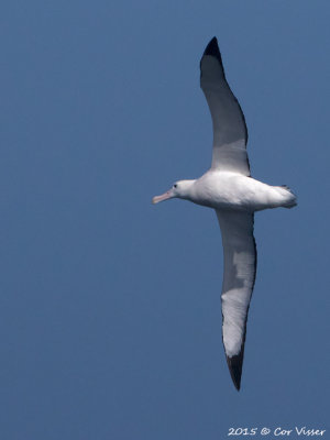 Wandering-Albatross-3.jpg