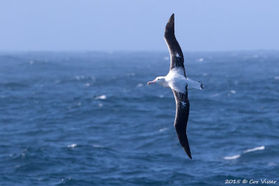 Wandering-Albatross.jpg