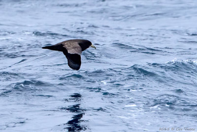 White-chinned-Petrel.jpg