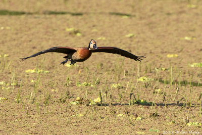 White-faced-Whistling-Duck.jpg