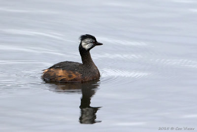 White-tufted-Grebe.jpg