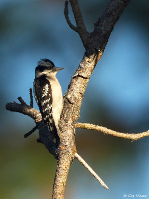 Downy Woodpecker / Donsspecht