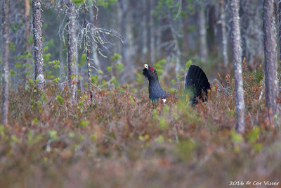 Capercaillie / Auerhoen