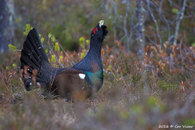 Capercaillie / Auerhoen
