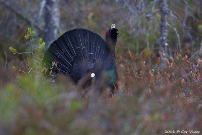 Capercaillie / Auerhoen