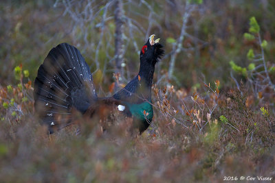 Capercaillie / Auerhoen