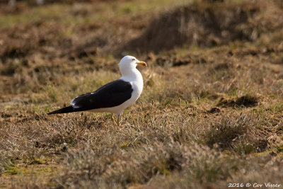 Lesser Black-backed Gull / Baltische Mantelmeeuw 