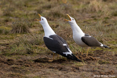 Lesser Black-backed Gull / Baltische Mantelmeeuw 