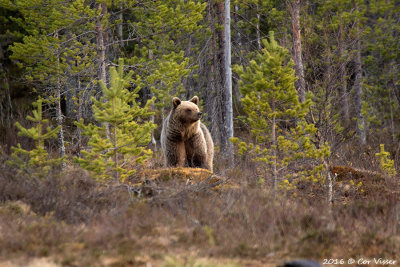 Brown Bear / Bruine Beer