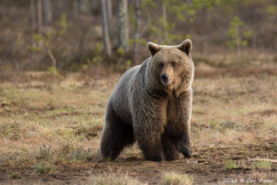 Brown Bear / Bruine Beer