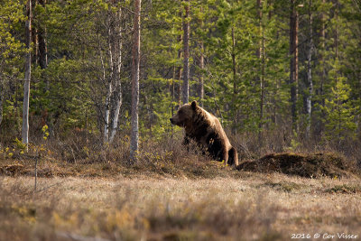 Brown Bear / Bruine Beer
