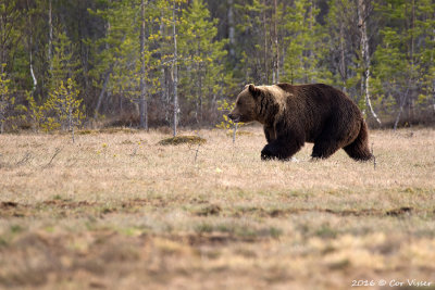 Brown Bear / Bruine Beer