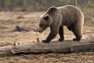 Brown Bear / Bruine Beer