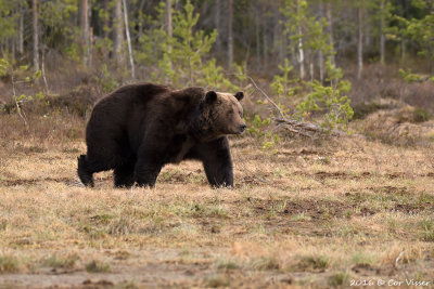 Brown Bear / Bruine Beer