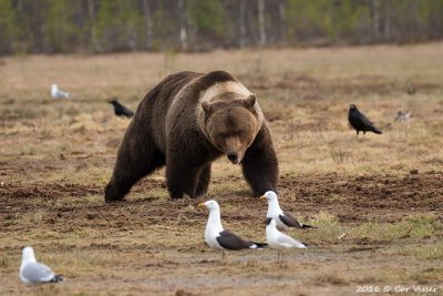 Brown Bear / Bruine Beer