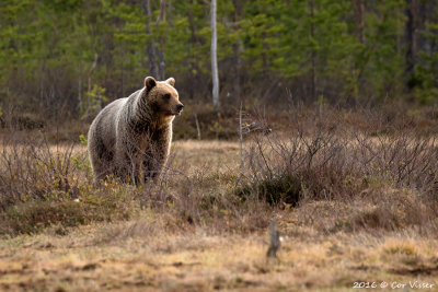 Brown Bear / Bruine Beer