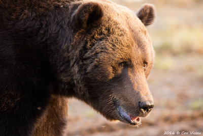 Brown Bear / Bruine Beer