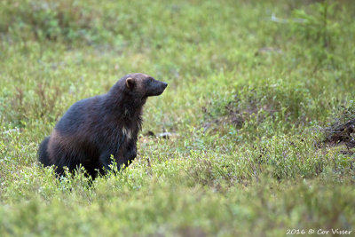 Wolverine / Veelvraat