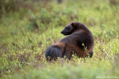 Wolverine / Veelvraat