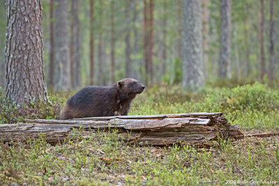 Veelvraat / Wolverine