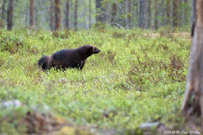 Veelvraat / Wolverine