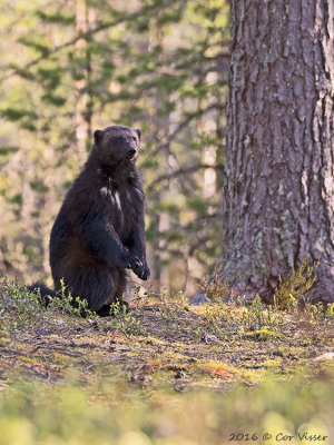 Veelvraat / Wolverine