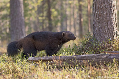 Veelvraat / Wolverine