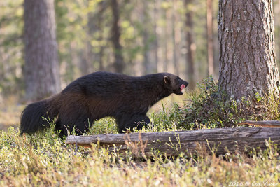Veelvraat / Wolverine