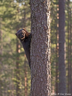 Veelvraat / Wolverine