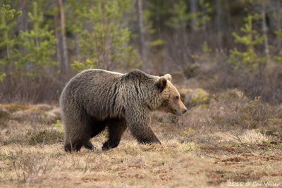 Europese bruine beer / Ursus arctos arctos