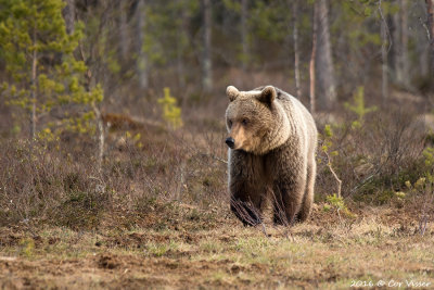 Europese bruine beer / Ursus arctos arctos