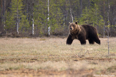 Europese bruine beer / Ursus arctos arctos