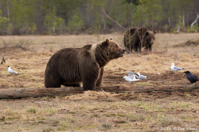 Europese bruine beer / Ursus arctos arctos