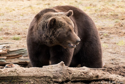 Europese bruine beer / Ursus arctos arctos