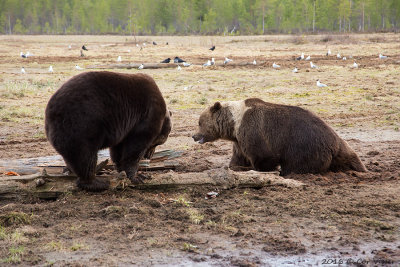 Europese bruine beer / Ursus arctos arctos