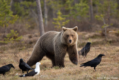 Europese bruine beer / Ursus arctos arctos