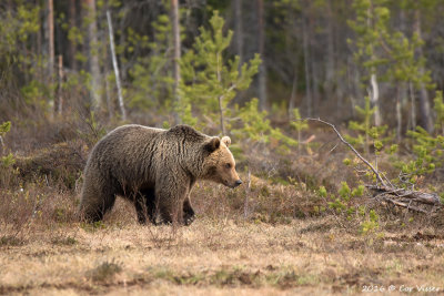 Europese bruine beer / Ursus arctos arctos