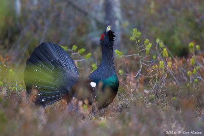 Capercaillie / Auerhoen