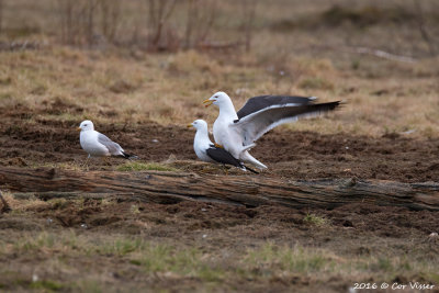 Baltische-Mantelmeeuw-6.jpg